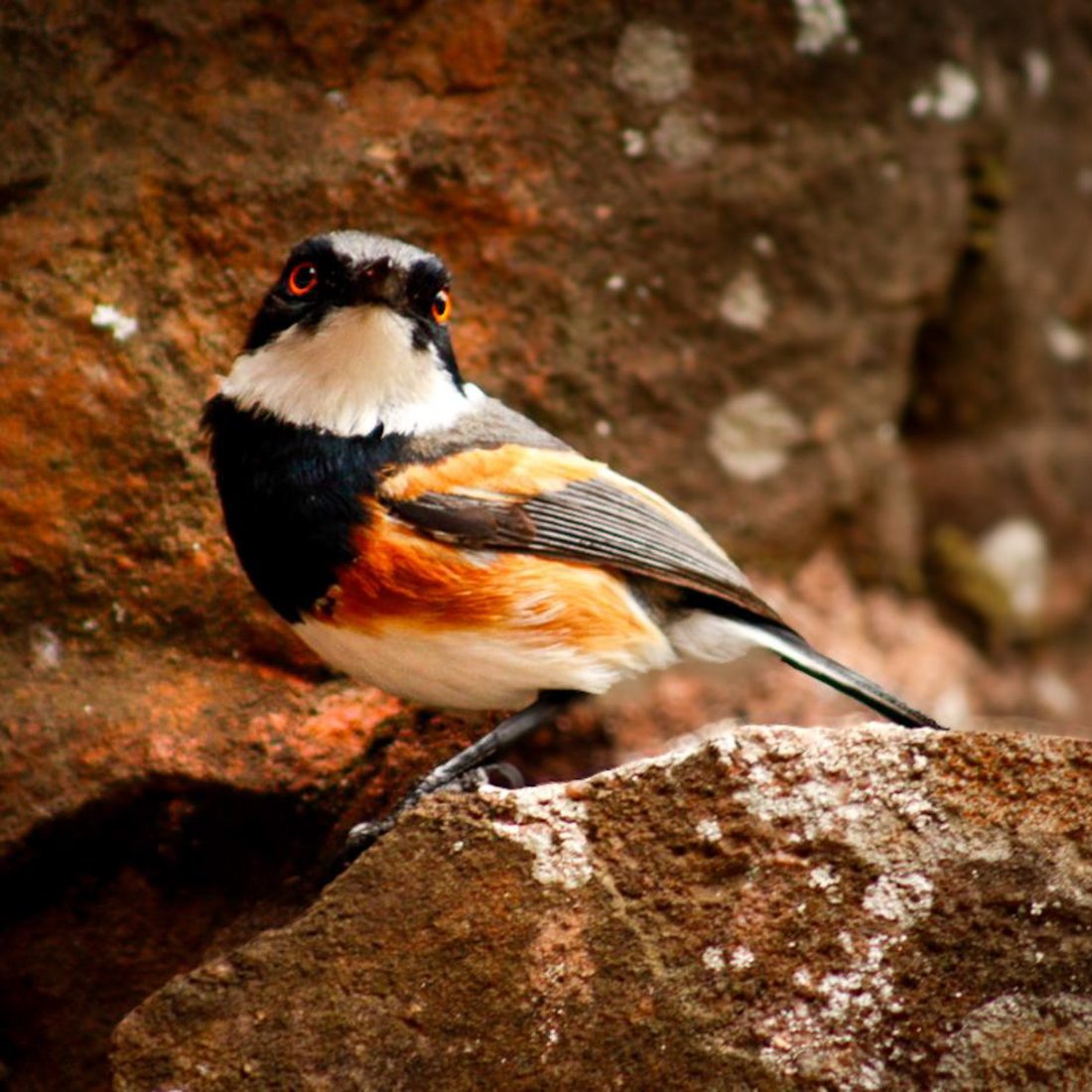 A little bird resting on a rock